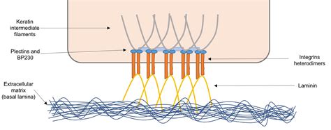 What is the Difference Between Focal Adhesion and Hemidesmosomes ...