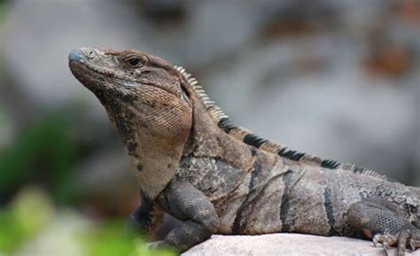 Iguana, taken in Mexico | Mexico, Occidental, Iguana