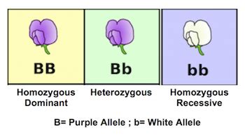 What are some examples of alleles? + Example