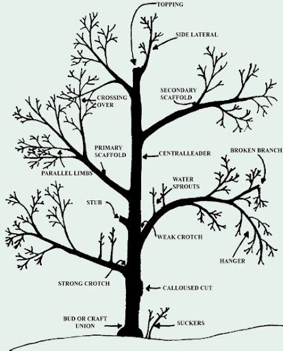 How to Grow Fruit Trees