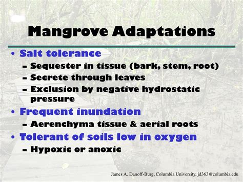 PPT - Mangrove Forests PowerPoint Presentation, free download - ID:1730462