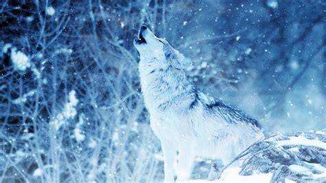 #4.3361, Winter, Wolf, Howling, 4K Wallpaper