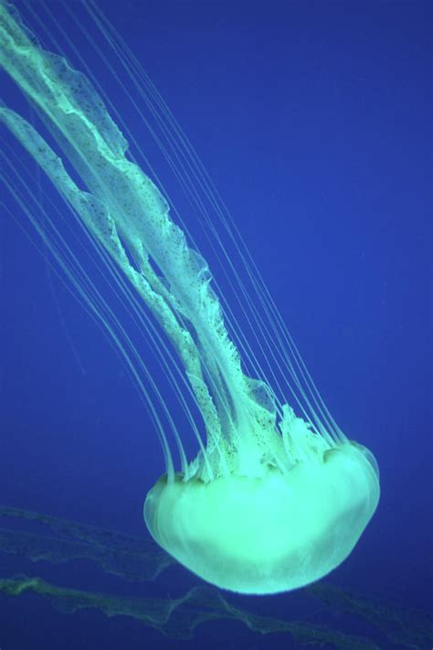 Sea Nettle Jellyfish, Chrysaora by Peter Young