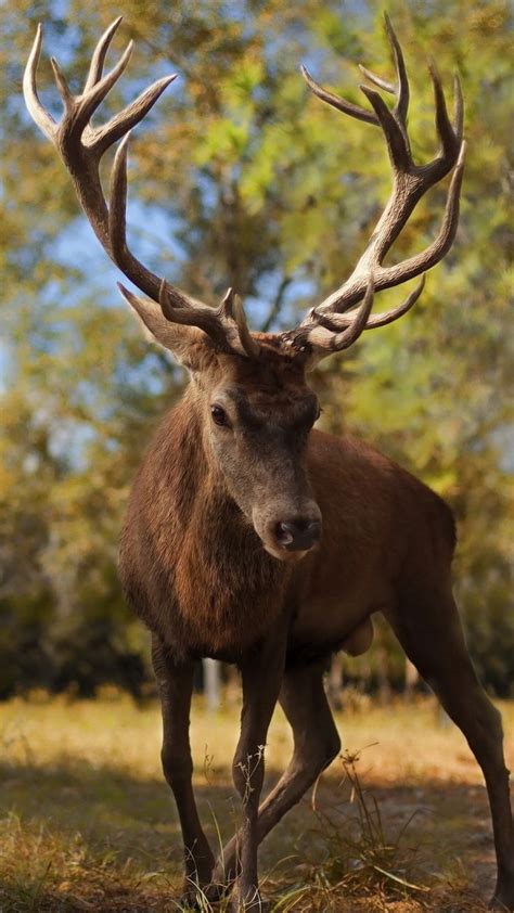 deer, antlers, grass, walk | Deer photography, Deer pictures, Deer