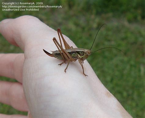 Insect and Spider Identification: Brown grasshopper or kin, eastern ...