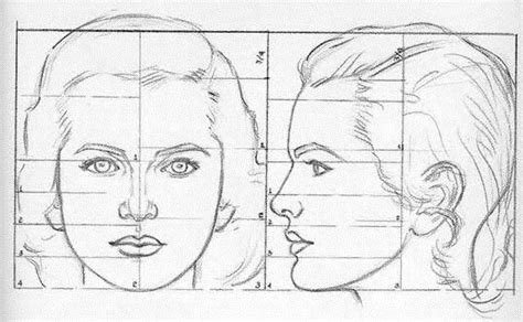 AnatoRef | Proportions of the Head, Tutorials by Andrew... | Face ...