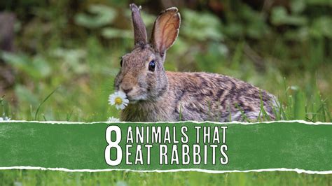 8 Natural Predators That Eat Rabbits: In-Depth Look - Pest Pointers