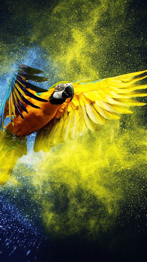 Parrot iPhone Wallpapers - Top Free Parrot iPhone Backgrounds - WallpaperAccess