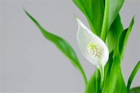 Peace Lily Meaning and Symbolism - GFL Outdoors