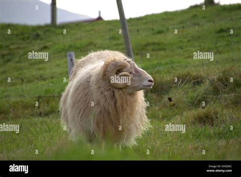 Wildlife in the Faroe Islands Stock Photo - Alamy