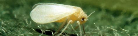 Whitefly season - UF/IFAS Pest Alert