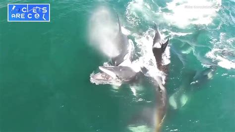 Orcas Attack Minke Whale in Stunning Video | The Weather Channel