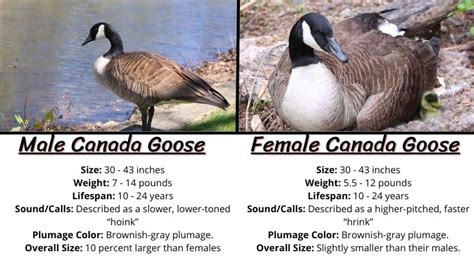 Male Vs Female Canada Goose? Complete Difference With Table