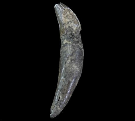 .95" Fossil Odontocete (Toothed Whale) Tooth - Maryland For Sale ...