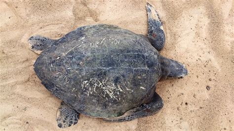 First report of olive ridley sea turtle nesting on Boa Vista! | Turtle ...