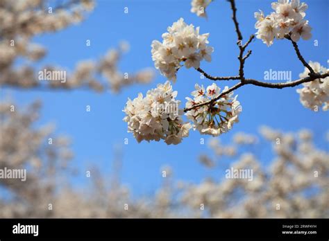 Cherry blossoms in Jinhae Cherry Blossom Festival. Changwon, South Korea Stock Photo - Alamy