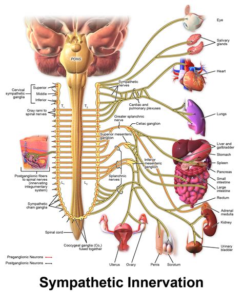 Anatomy of the ANS