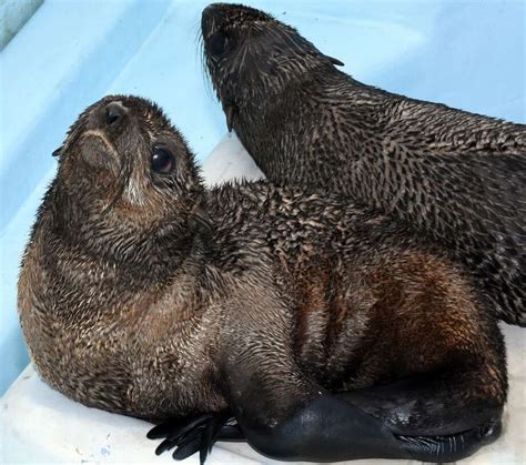 Progressive Charlestown: A new home for rescued seals