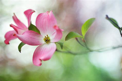 How to Grow and Care for Pink Dogwood Trees