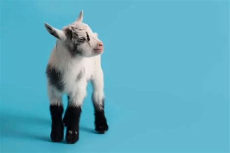 Nigerian Dwarf Goats as Pets-Everything You Need to Know