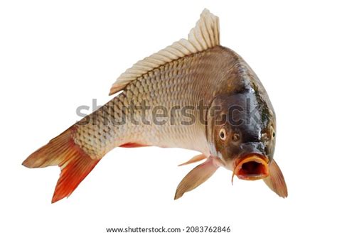 7,948 Whiskered Fish Images, Stock Photos & Vectors | Shutterstock