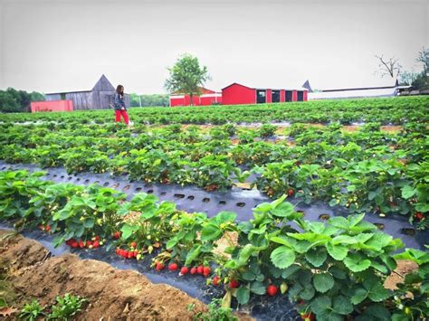 11 Places for the Best Strawberry Picking in Maryland - Days Out On The ...