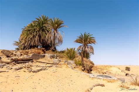 Oasis in the desert, Egypt