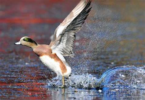 American Wigeon | Types of Ducks & Geese