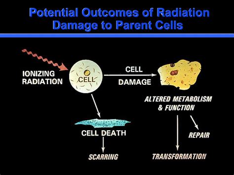 PPT - Biological Effects of Ionizing Radiation PowerPoint Presentation ...