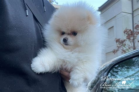 Male Pomeranian puppy in white colorPomeranian puppies for sale | BO ...