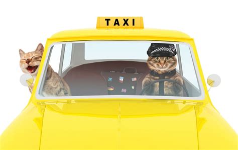 Pet Grooming Taxi | PetWow | Pet Taxi Services