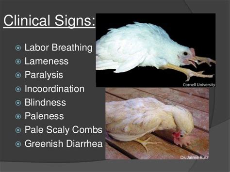 Marek's disease in poultry