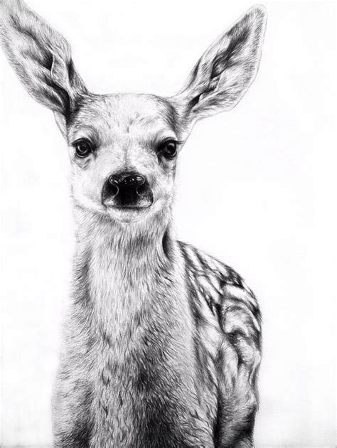 Beautiful deer drawing | Pencil drawings of animals, Realistic pencil ...