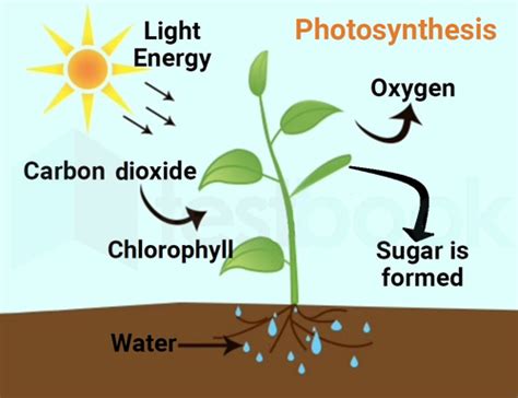 [Solved] The chlorophyll in photosynthesis is used for