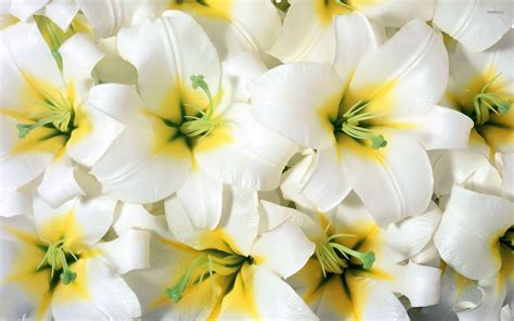 Pink And White Lilies Wallpapers - Wallpaper Cave