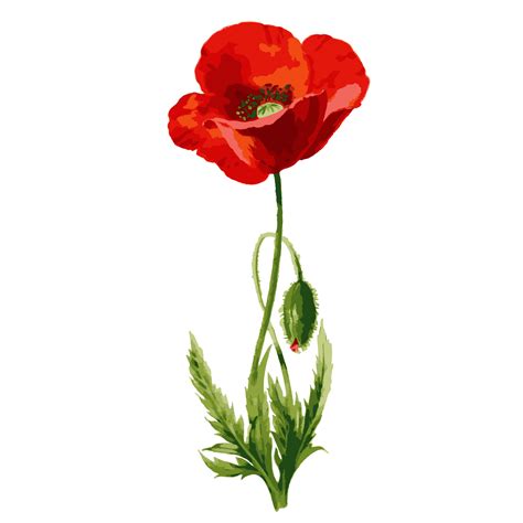 Poppy Flower Watercolor Clipart Free Stock Photo - Public Domain Pictures