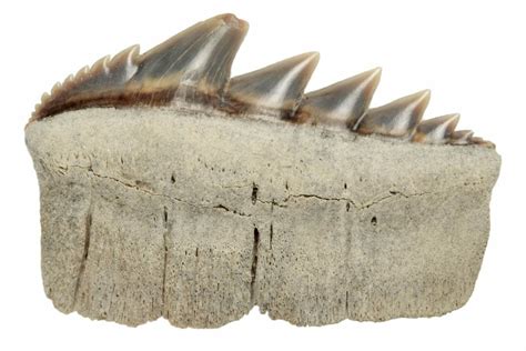 1.05" Fossil Cow Shark (Notorhynchus) Tooth - Aurora, NC (#184517) For Sale - FossilEra.com