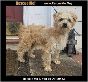 Havanese Dog Rescue Near Me - InfoRekomendasi.com