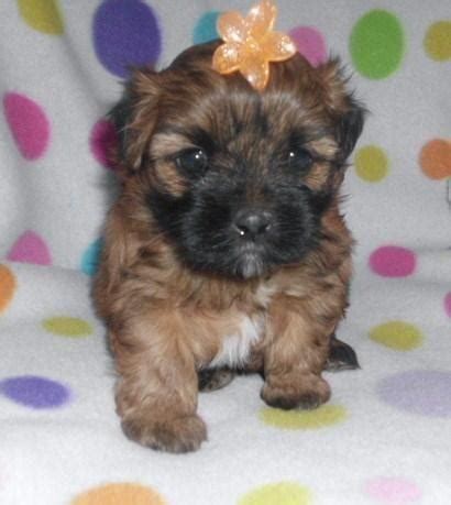 ADORABLE SHIH POM PUPPIES (SHIH TZU/POMERANIAN) DESIGNER BREED for Sale in Avondale, Louisiana ...