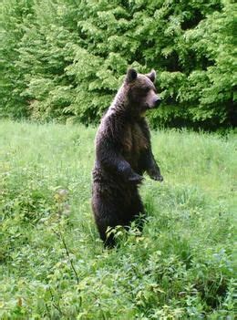 The bears, wolves and lynx of The Carpathian Mountains | Animals beautiful, Animal habitats ...