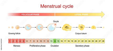 Menstrual cycle. menses and Proliferative phase, Ovulation and ...