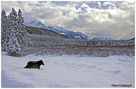 The Canadian Nature Photographer - photography articles, workshops, Photoshop online training, video