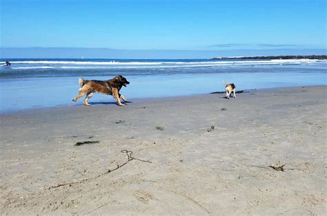 Ocean Beach Dog Beach - San Diego, CA | Pet Friendly Travel