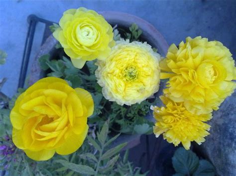 GROW RANUNCULUS FROM BULB | GARDENING FOR BEGINNERS