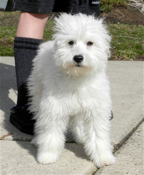 American Eskimo Poodle Mix 12761 | NEWSMOV