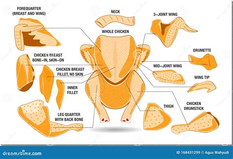 Chicken Butcher Diagram or Part of Hen Butcher Concept. Stock Vector ...