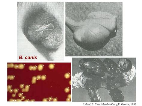 Brucella canis in NYS | Cornell University College of Veterinary Medicine