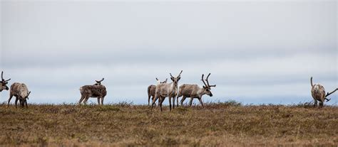 Caribou Spring Migration in Alaska 2025 - Rove.me