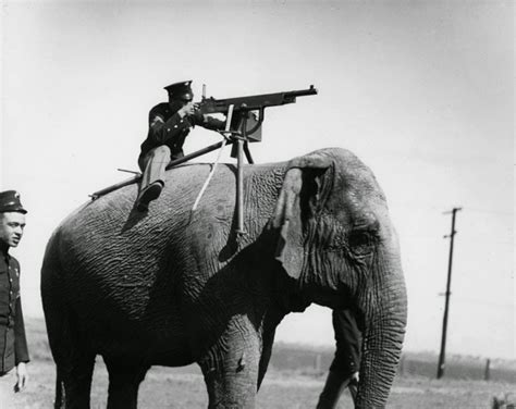 An American corporal aims a Colt M1895 atop a Sri Lankan elephant, 1914 ...