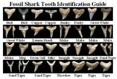 Shark teeth 101 – Beach hunting tips | Prehistoric | Pinterest | Google ...